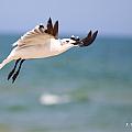 Photos-Birds Seagulls and Turns