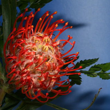 Pincushion Proteas Flowers