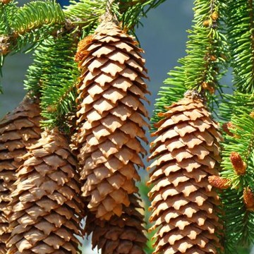 Pine Cones Trees Art Prints