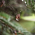 Pine Web