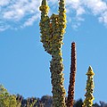 Plants of Utah