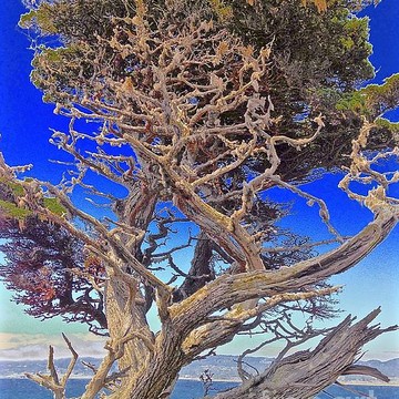Point Lobos California