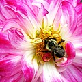 Pollination Nation
