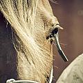 Portraits - 15th Annual Gaited Horse Show