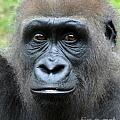 Portraits of Gorillas