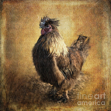 Poultry Portraits