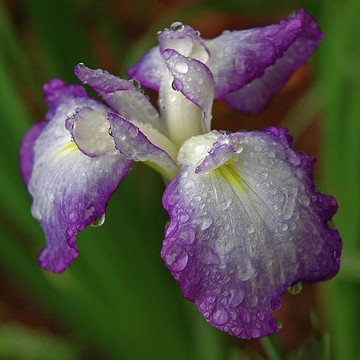 Purple Iris Series