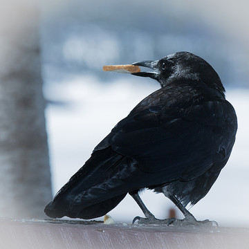 Raven Crow Jay Magpie