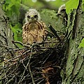 Red-shoultered Hawk