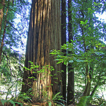 Redwood Trees Forest