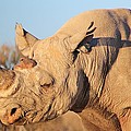 Rhino and Elephant