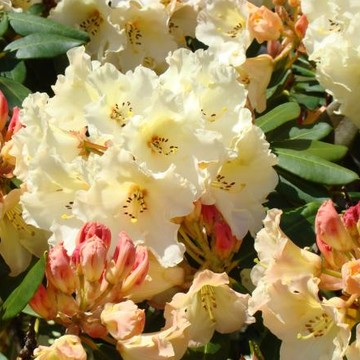 RHODIES Art Prints Canvas Rhododendrons