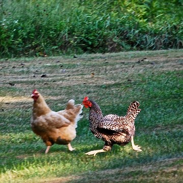 Roosters and Hens Clucking 
