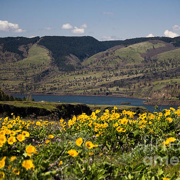 Rowena Crest in the Columbia River Gorge 