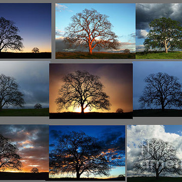Same Tree Many Skies