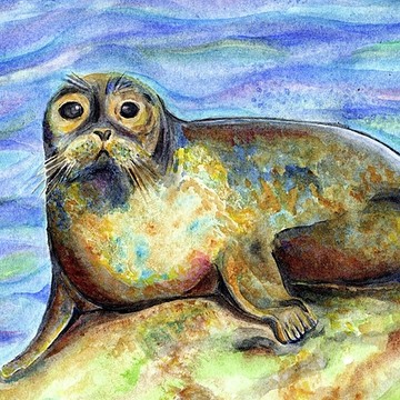 Seals & Sea Lions