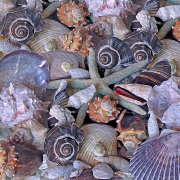 Seashells and Sea Creatures