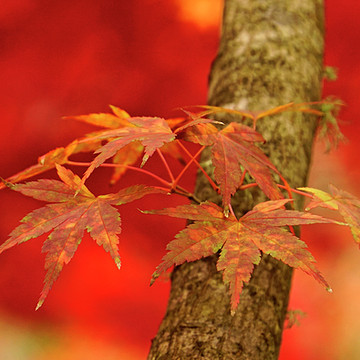 Seasons - Autumn