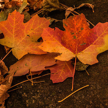 Sedona Fall Color