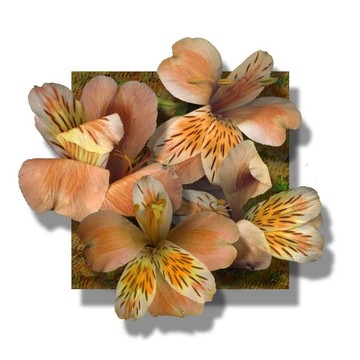 Giclee Prints Of 3d Floral Photo Works Collection