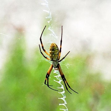 Spider - Black and Yellow Argiope