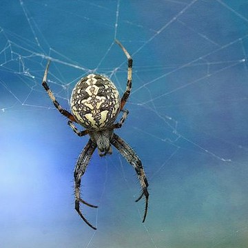 Spiderwebs & Spiders