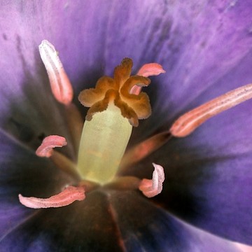 Spring Tulips - PhotoPower