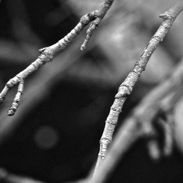 Spring Twigs & Buds - Black and White