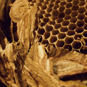 Study of a Wasp Nest