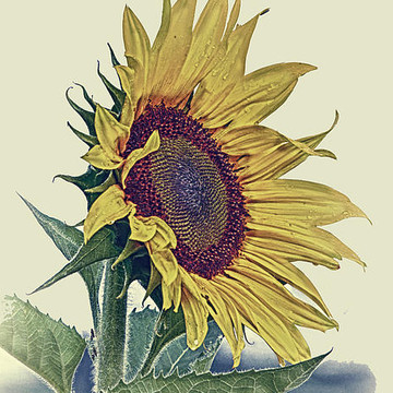 Sunflower Black Eyed Susans Image Sets