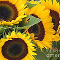 Sunflower Photography