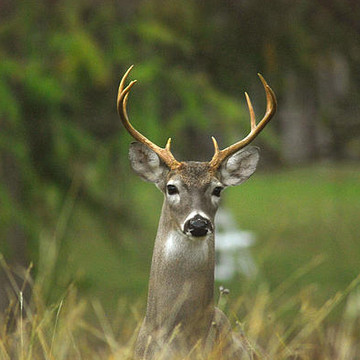Texas White Tail Deer