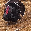 Thanksgiving Turkey Photographs