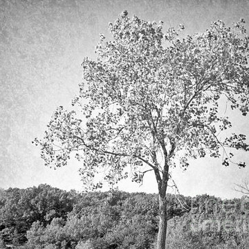 The Book Project-Trees I Have Known in Black and White