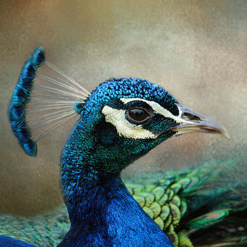 The Peacock Collection