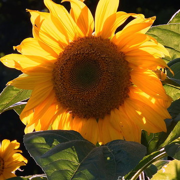 The Sunflower Series