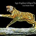 Tigers Around Town   University of Memphis Alumnae Association