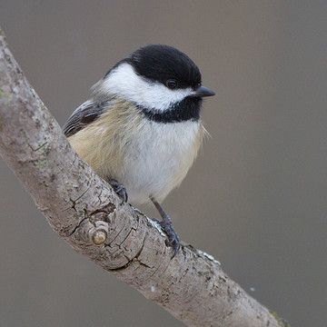Titmice and Chickadees and Nuthatches