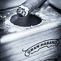 Tobacco Pipes And Cigars