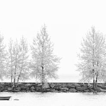 Tree Panorama Black and White 