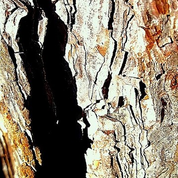 Trees and Bark