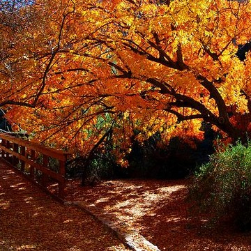 Trees and Leaves