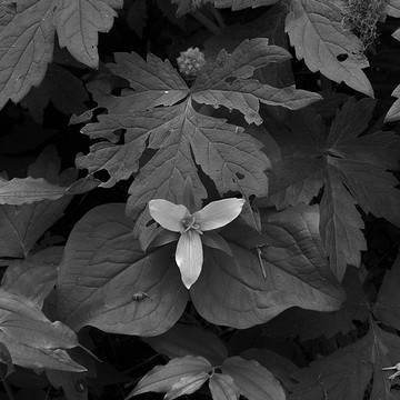 Trillium in Black and White Spring 2015 