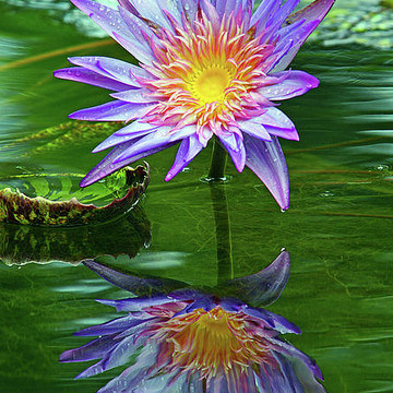 Tropical Water Lillies