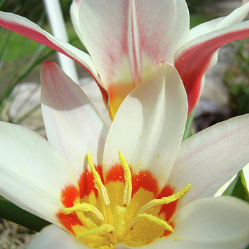 Tulips Artwork Tulip Flowers Art Prints Spring Floral Art
