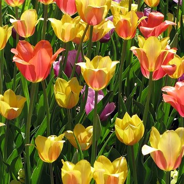 Tulips - Perfect Love