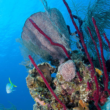 Underwater Belize
