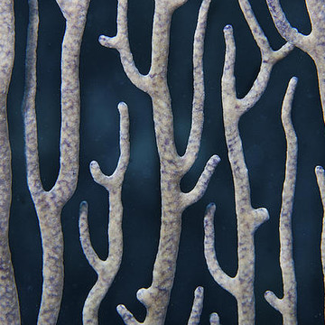 Underwater Patterns