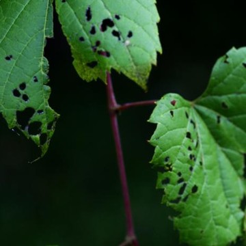 Vines