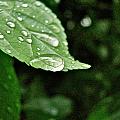 Water on Leaves - After Rain June 25th